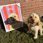 Light-coloured dog named Otis posing beside framed custom pet portrait with pink and orange stripes — outdoor photo showcasing dog portrait artwork.